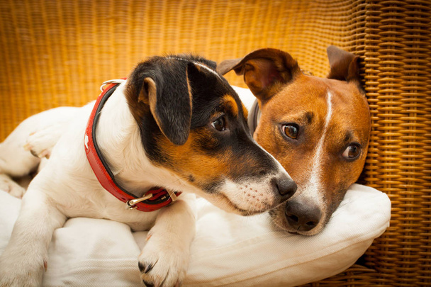 couple of two dogs in love - Фото, изображение