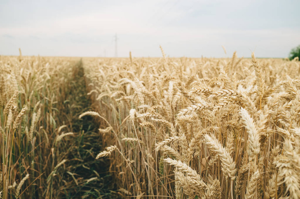 小麦のフィールドの観点 - 写真・画像