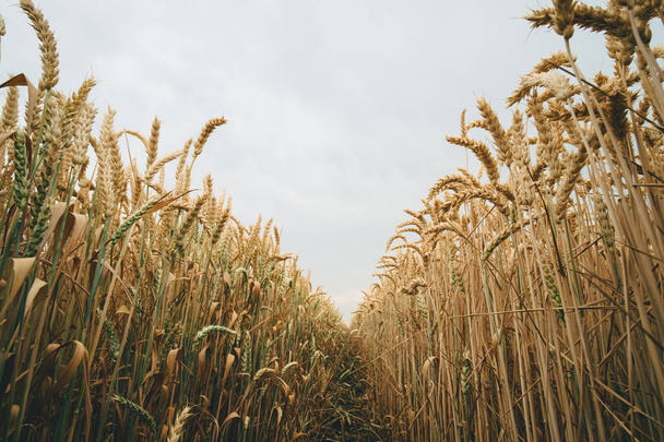 Perspectiva del campo de trigo
 - Foto, Imagen