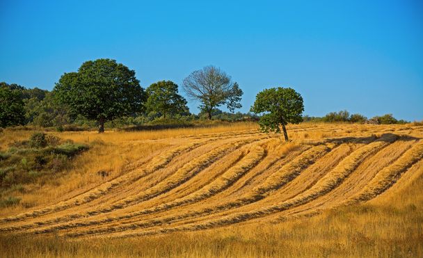 Wheat harvest, fields and landscapes - Photo, Image