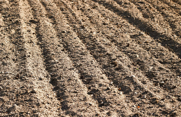 Plowed field, rows on brown ground. Very nice back sun light - Foto, Imagen