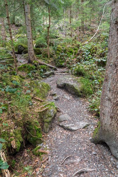 Trail of onverharde weg in een forest - Foto, afbeelding