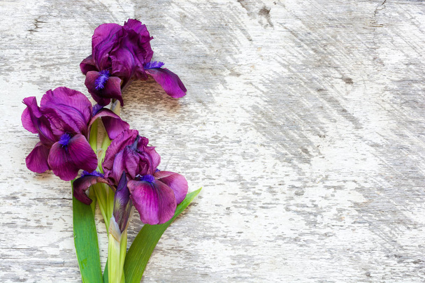 flores de iris púrpura sobre fondo de madera blanca
 - Foto, Imagen