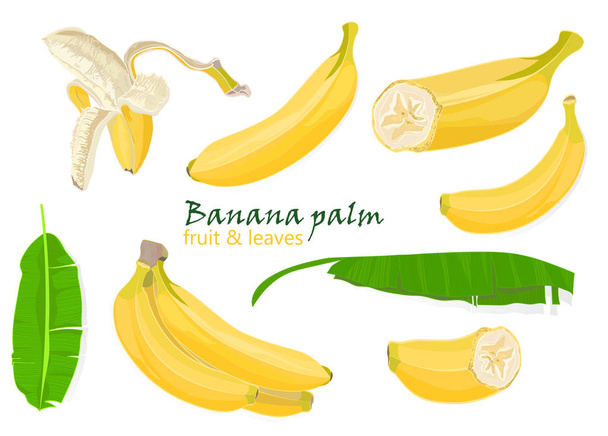 Set tropical palm banana leaves and Single, peeled and sliced fruits. realistic drawing in flat color style, isolated on white background. - Vector, Image