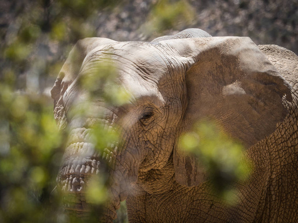 Endangered African Elephant walking in a protected nature reserv - Photo, image