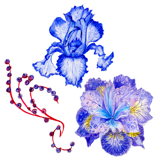 Wildflower iris flower in a watercolor style isolated. - 写真・画像