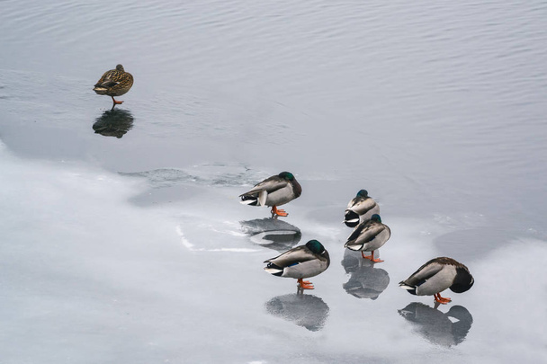 einsame Ente und eine Gruppe Enten auf dem Eis auf dem Fluss im Winter - Foto, Bild