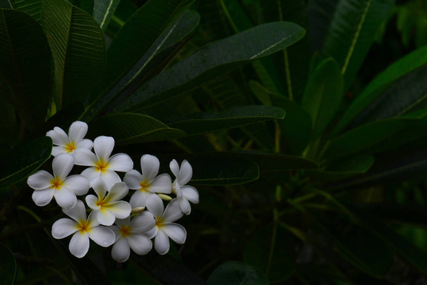 Frangipani çiçek yaprak yeşil arka plan, kopya alanı üzerinde - Fotoğraf, Görsel