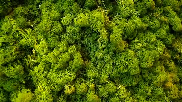 Зеленая стена из лишайника оленя Cladonia rangiferina
 - Кадры, видео