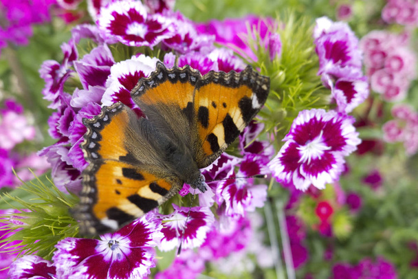 ein Schmetterling, der die Liebe verbreitet - Foto, Bild