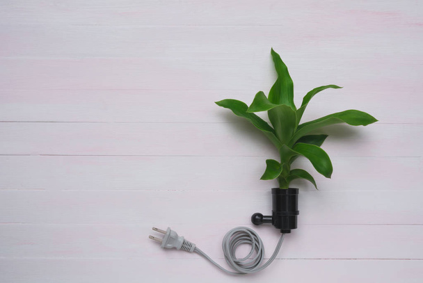 Ο δε ηλεκτρικός ρευματολήπτης με φυτό. Φρέσκο πράσινο φυτό σε βύσμα για τη φύση - Φωτογραφία, εικόνα