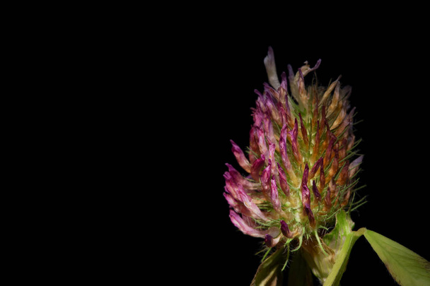 single clover flower - Photo, Image