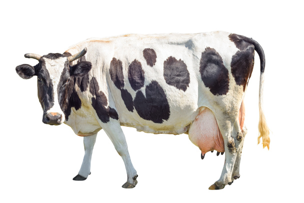 Чорно-біла корова з великим видом, ізольована на білому тлі. Плямиста кумедна корова повної довжини ізольована на білому. Фермерські тварини
 - Фото, зображення