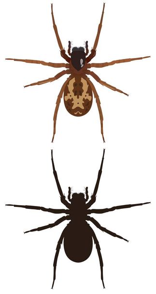 Изображение паука и его силуэт. Векторная иллюстрация
. - Вектор,изображение