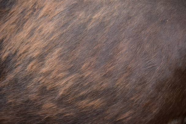 horse body as background and texture` - Photo, Image