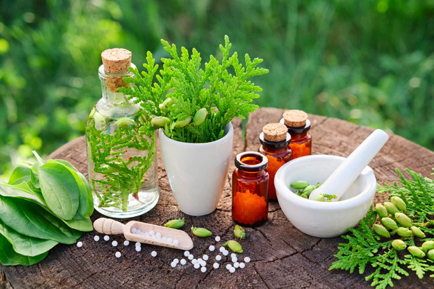 Bottles of homeopathic globules, Thuja occidentalis, Plantago major drugs and mortar. Homeopathy medicine. - Photo, image