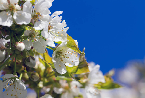 Blossom cherry tree. - Foto, afbeelding