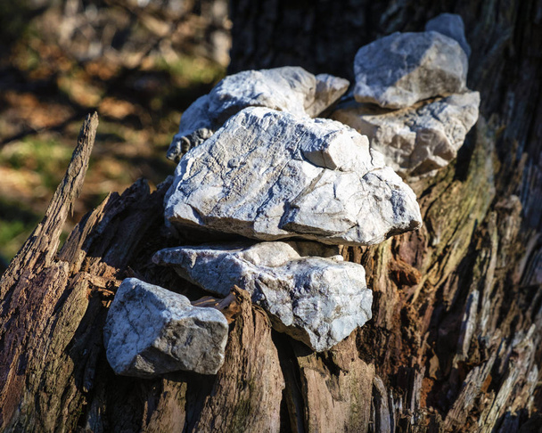A törött köveket fa Stump - Fotó, kép