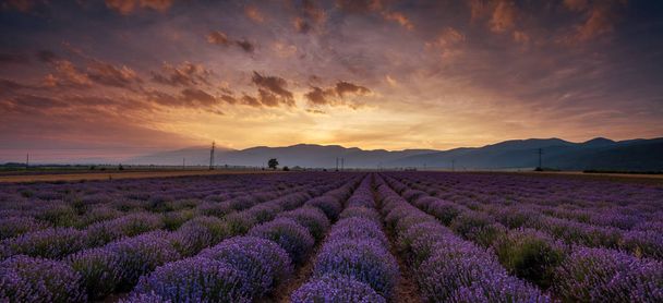 Sonnenaufgang über Lavendelfeldern in Bulgarien - Foto, Bild