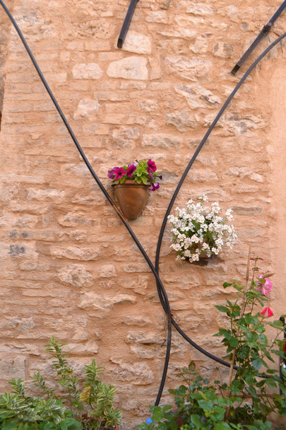 Flores na parede de pedra natural
 - Foto, Imagem