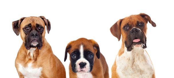 schöne Familie von Boxerhunden - Foto, Bild