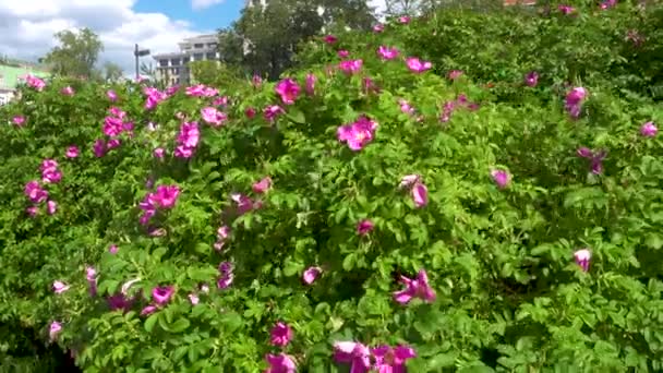 floreciendo rosa silvestre en el parque
 - Imágenes, Vídeo
