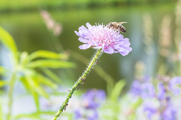 Primer plano de una flor en un jardín con una hormiga de abeja y piojo de vid en la flor
 - Foto, imagen