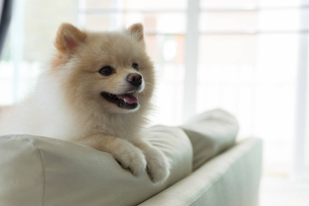 pomeranian dog cute pet happy smile in home - Photo, Image