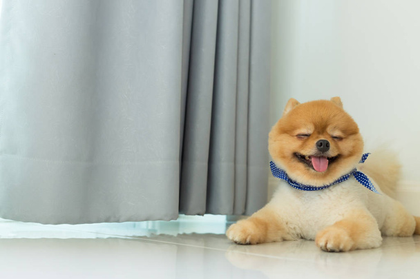 Японская собака-щенок симпатичный питомец
 - Фото, изображение