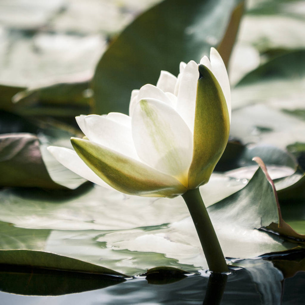 Біла квітка ватерлінії на озері
. - Фото, зображення