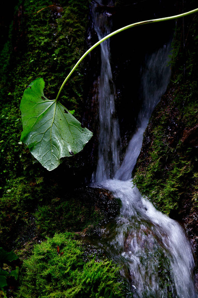 小さな滝に沿って緑の葉 - 写真・画像