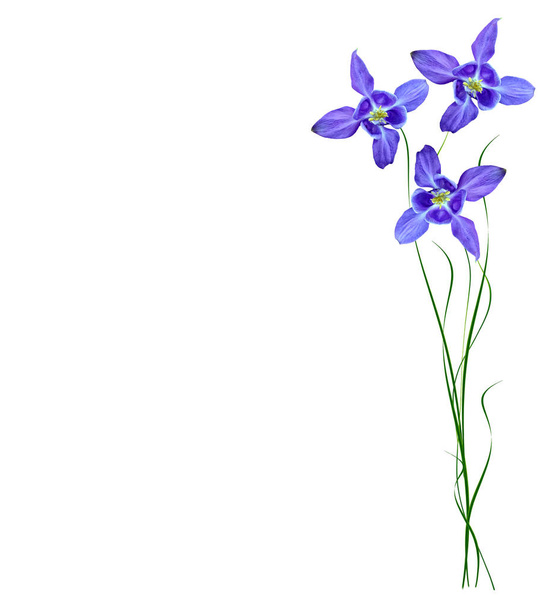 Siniset kukat kellot eristetty valkoisella pohjalla
 - Valokuva, kuva