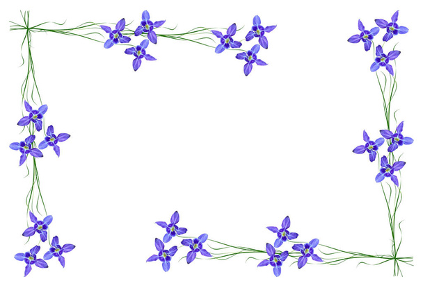 Campanas de flores azules aisladas sobre fondo blanco
 - Foto, Imagen