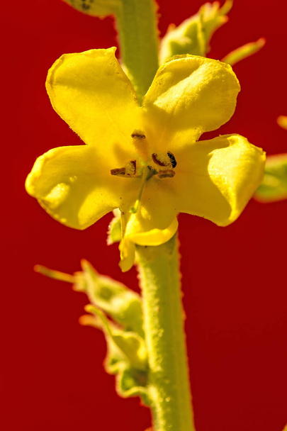 Μεγάλος φλόμος φαρμακευτικό φυτό με λουλούδι - Φωτογραφία, εικόνα
