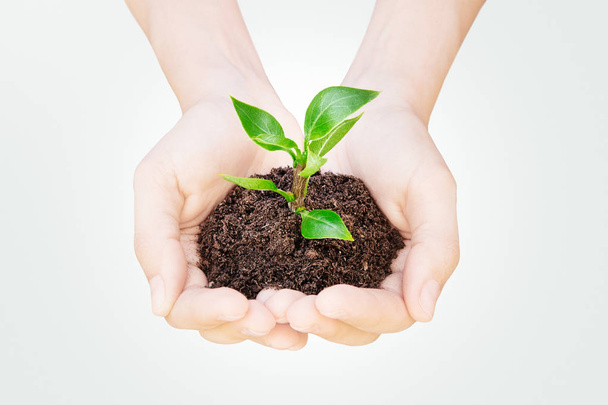 Rostlina na ruce, zemi a udržitelnost, nový život - Fotografie, Obrázek