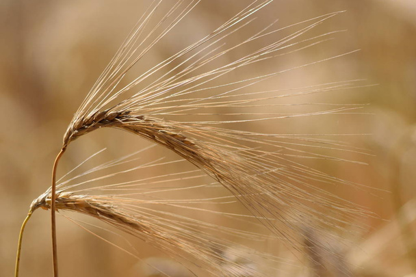 Closeup zlaté pšenice uši - Fotografie, Obrázek