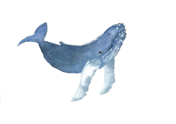 Whale watercolor sketch - Vector, Image