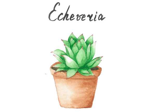 Echeveria boceto acuarela
 - Vector, imagen