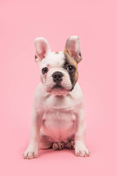 Cute almost white french bulldog puppy sitting and looking at the camera on a pink background - Foto, Bild