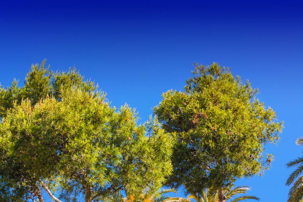 Paisagem, topos de árvores de pinheiros e palmeiras
  - Foto, Imagem