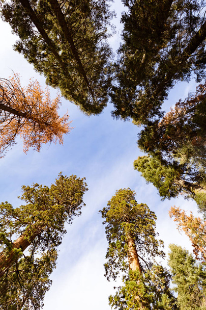 Parque Nacional Sequoia Florestal Gigante
 - Foto, Imagem