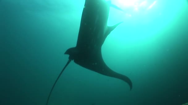 マンタ ダイビング水中ビデオ ガラパゴス諸島太平洋 - 映像、動画