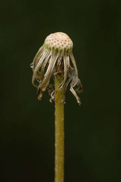 close up detail of a dry old bulb of dandelion without the seeds - vertical - Photo, Image