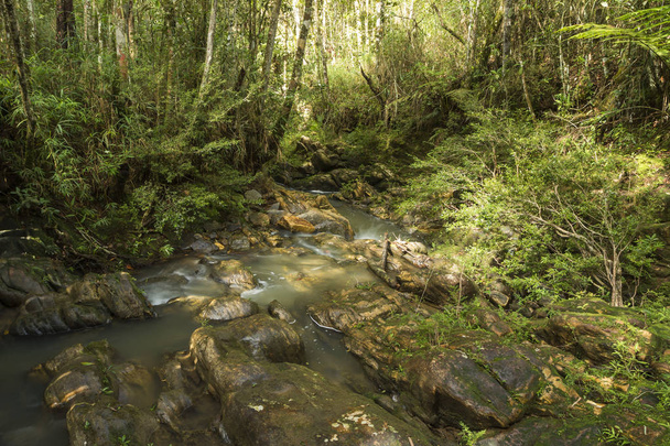 creek running among the rocks in the middle of a dense forest - horizontal - Foto, immagini