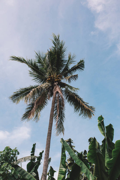 palmiye ve muz yaprakları  - Fotoğraf, Görsel