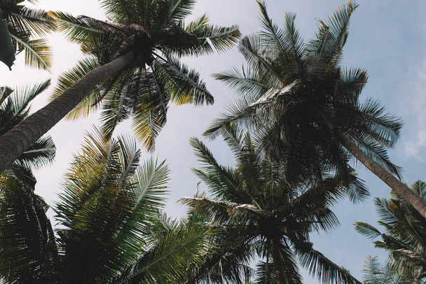 palms and blue sky - Фото, изображение