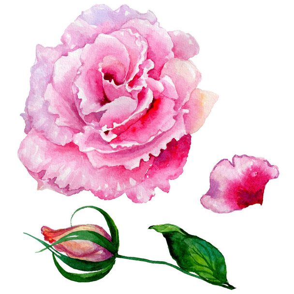 Fiore di rosa selvatica in uno stile di acquerello isolato
. - Foto, immagini