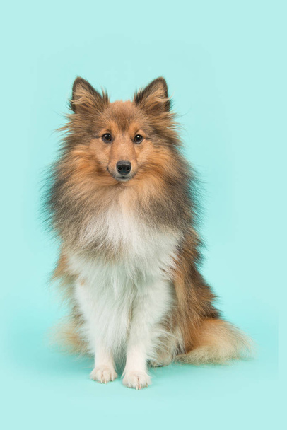 Pretty sitting shetland sheepdog or sheltie looking at the camera on a blue turquoise background - 写真・画像