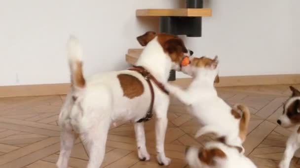 Adult mom dog play with a puppies indoor - Filmati, video