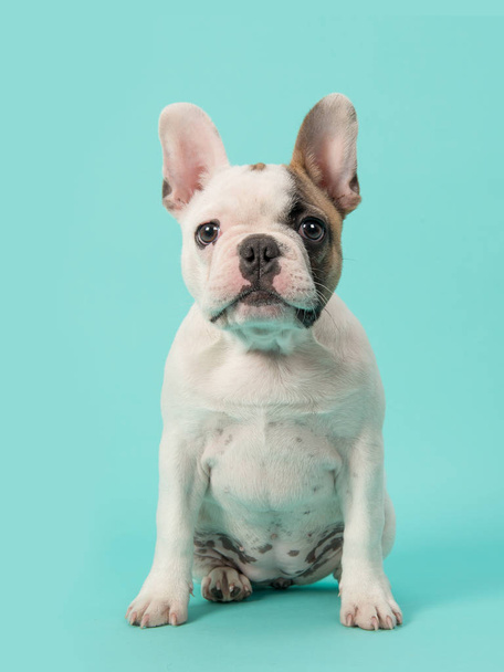 Симпатичный сидящий белый и коричневый щенок французского бульдога стоит перед камерой на мятном голубом фоне
 - Фото, изображение